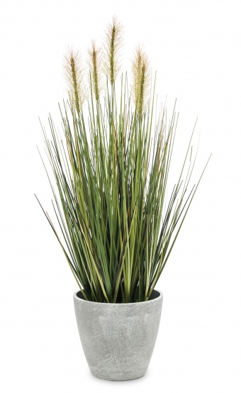 A decorative plant