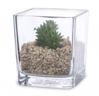 Ornamental plant in glass