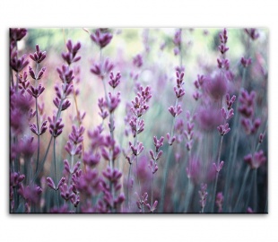 Lavender Prints