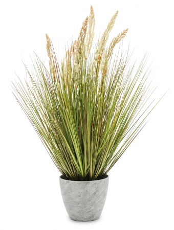 A decorative plant